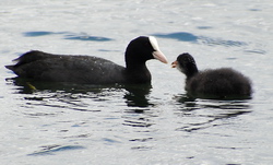 Wasservögel füttern verboten!